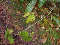 Rubus leucodermis