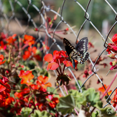 Battus polydamas psittacus