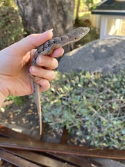 Elgaria multicarinata webbii