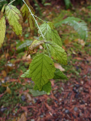 Rubus leucodermis