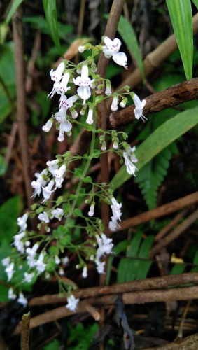 Isodon lophanthoides