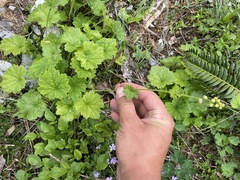 Tellima grandiflora