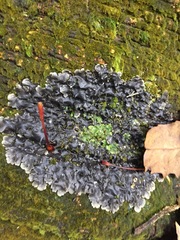 Pseudocyphellaria dissimilis