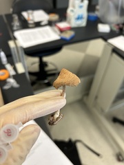 Entoloma abortivum