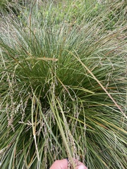 Heleoglochin