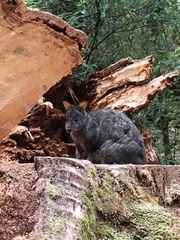 Thylogale billardierii