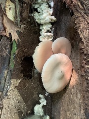 Entoloma abortivum
