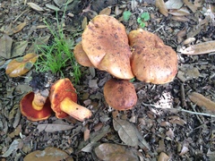 Suillellus hypocarycinus