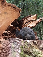 Thylogale billardierii