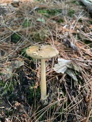 Amanita variicolor