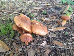 Suillellus hypocarycinus