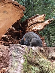 Thylogale billardierii