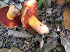 Suillellus hypocarycinus