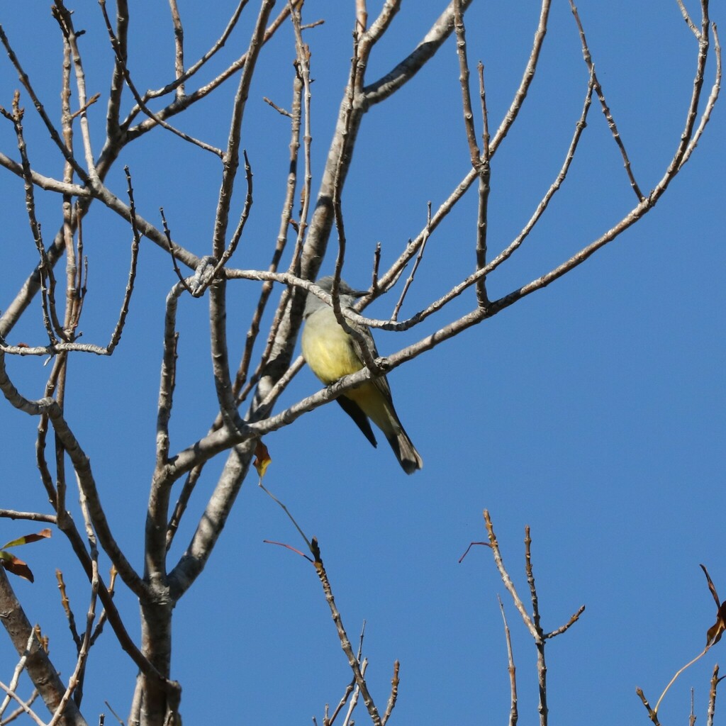 cassin-s-kingbird-from-point-loma-heights-san-diego-ca-usa-on
