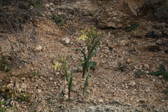 Moraea schlechteri