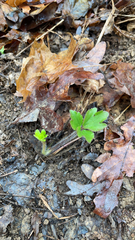 Ranunculus recurvatus