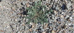Gilia stellata