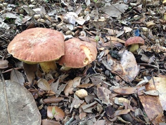 Hemileccinum