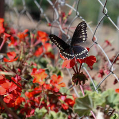 Battus polydamas psittacus