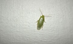 Panchlora