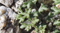 Gilia stellata