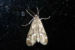 Hygraula nitens