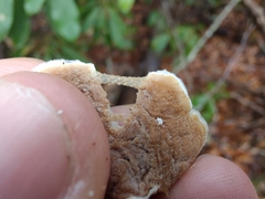 Gloeoporus dichrous