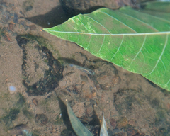 Poeciliidae