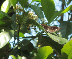 Euploea core corinna