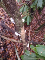 Gloeoporus dichrous