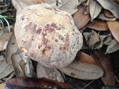 Hemileccinum