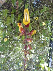 Thunbergia mysorensis