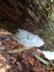 Gloeoporus dichrous