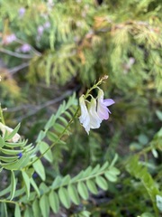 Hedysarum occidentale