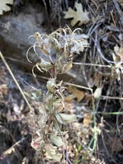 Epilobium canum