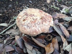 Hemileccinum