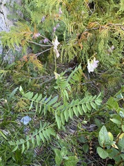 Hedysarum occidentale