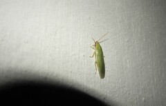 Panchlora