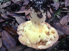Hemileccinum