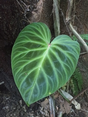 Philodendron verrucosum image