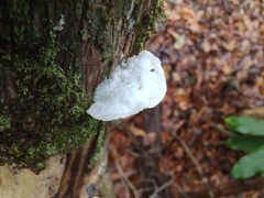 Gloeoporus dichrous