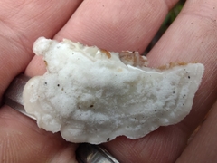 Gloeoporus dichrous