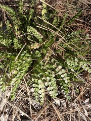 Horkelia clevelandii