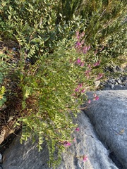 Hedysarum occidentale