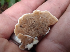 Gloeoporus dichrous