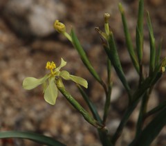 Moraea schlechteri