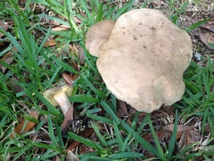 Caloboletus inedulis