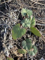 Sidalcea sparsifolia