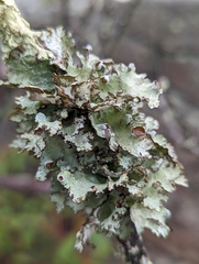 Platismatia tuckermanii