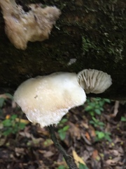 Oudemansiella australis